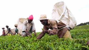 Boosting high-value crops in Malawi